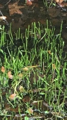 Lilaeopsis carolinensis