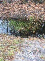 Lilaeopsis carolinensis