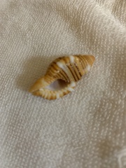 Cymatiidae