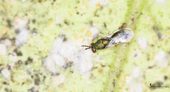 Diglyphus