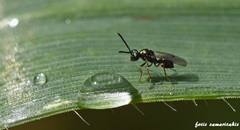 Miscogaster