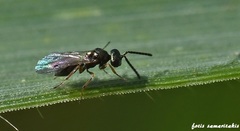 Miscogaster