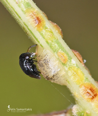 Scutellista caerulea