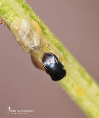 Scutellista caerulea