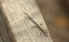 Lampropholis mirabilis