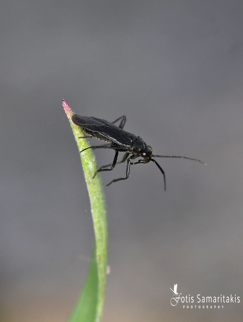 Pachytomella parallela