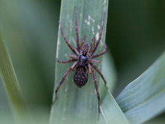 Pardosa fulvipes