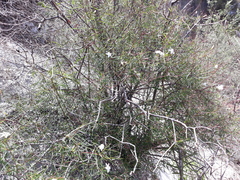 Cameraria linearifolia