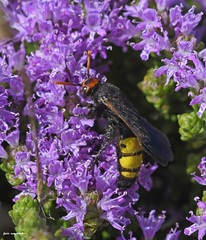 Scolia flaviceps