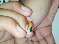 Thlastocoris laetus