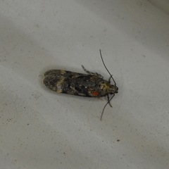 Chionodes thoraceochrella