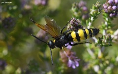Scolia fuciformis