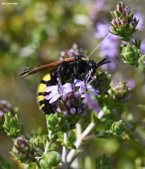 Scolia fuciformis