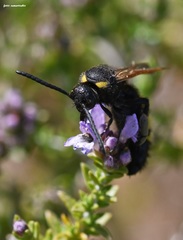 Scolia fuciformis