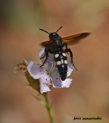Scolia sexmaculata