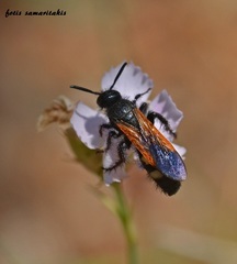 Scolia sexmaculata