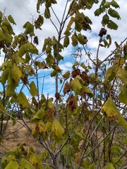 Heliocarpus appendiculatus