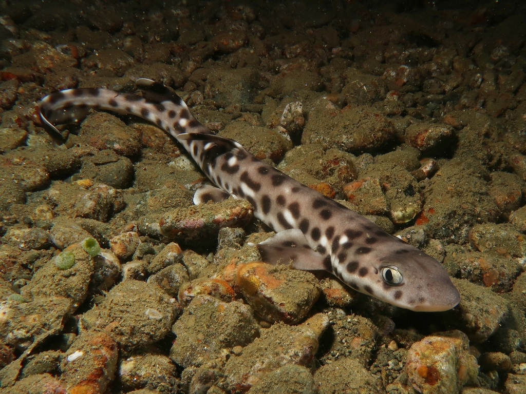 Spotted-Belly Catshark