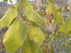 Heliocarpus appendiculatus