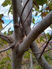 Heliocarpus appendiculatus