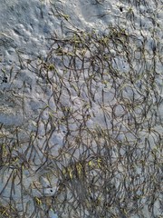 Zostera