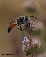 Sphex funerarius