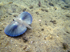 Dactylopterus volitans