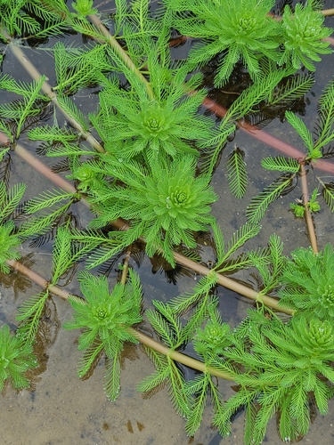 Myriophyllum aquaticum image