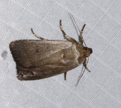 Amphipyra tragopoginis