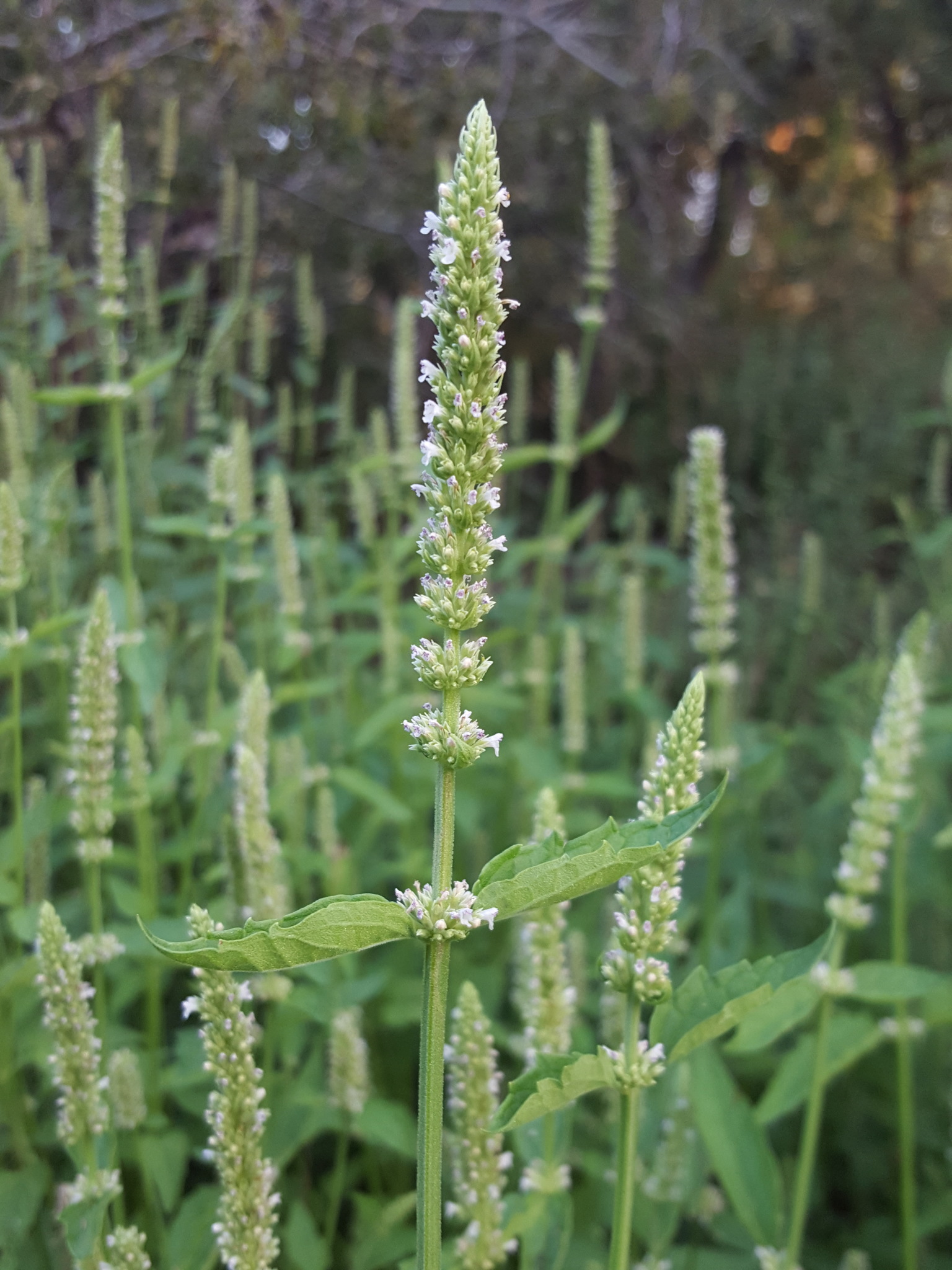 Agastache micrantha