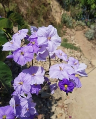 Solanum wendlandii