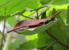 Hypopyra capensis