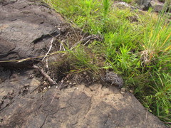 Coelorachis selloana