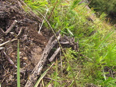 Coelorachis selloana
