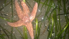 Pisaster brevispinus