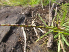 Coelorachis selloana