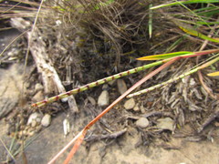 Coelorachis selloana