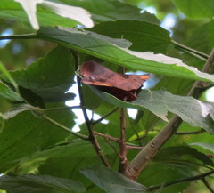 Hypopyra capensis