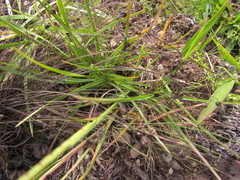 Coelorachis selloana