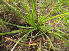 Coelorachis selloana