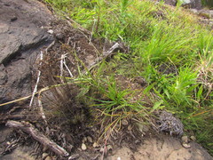 Coelorachis selloana