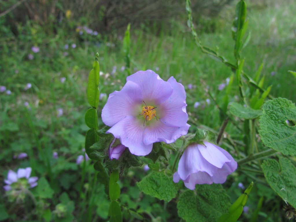 Monteiroa catharinensis