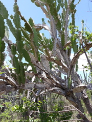 Dendrocereus undulosus