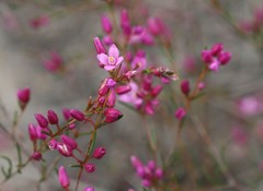 Boronia nematophylla