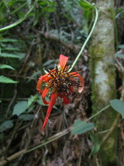 Mutisia coccinea