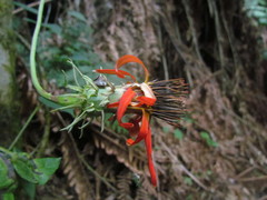 Mutisia coccinea