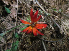 Mutisia coccinea