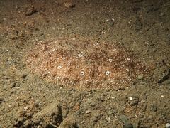 Pardachirus pavoninus