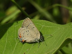 Satyrium acadica
