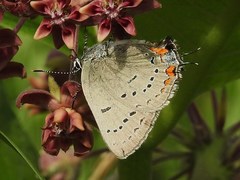 Satyrium acadica